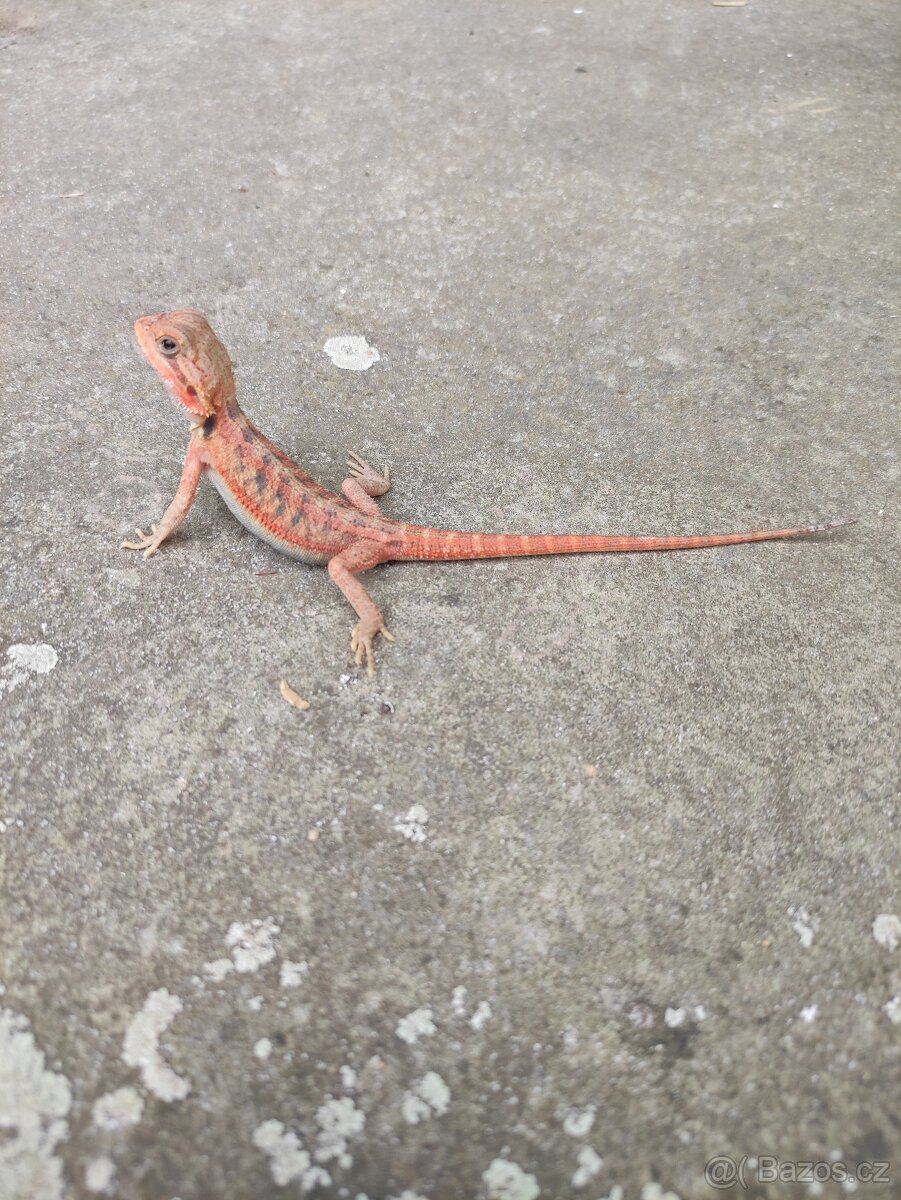 agama vousatá, terárium - 10