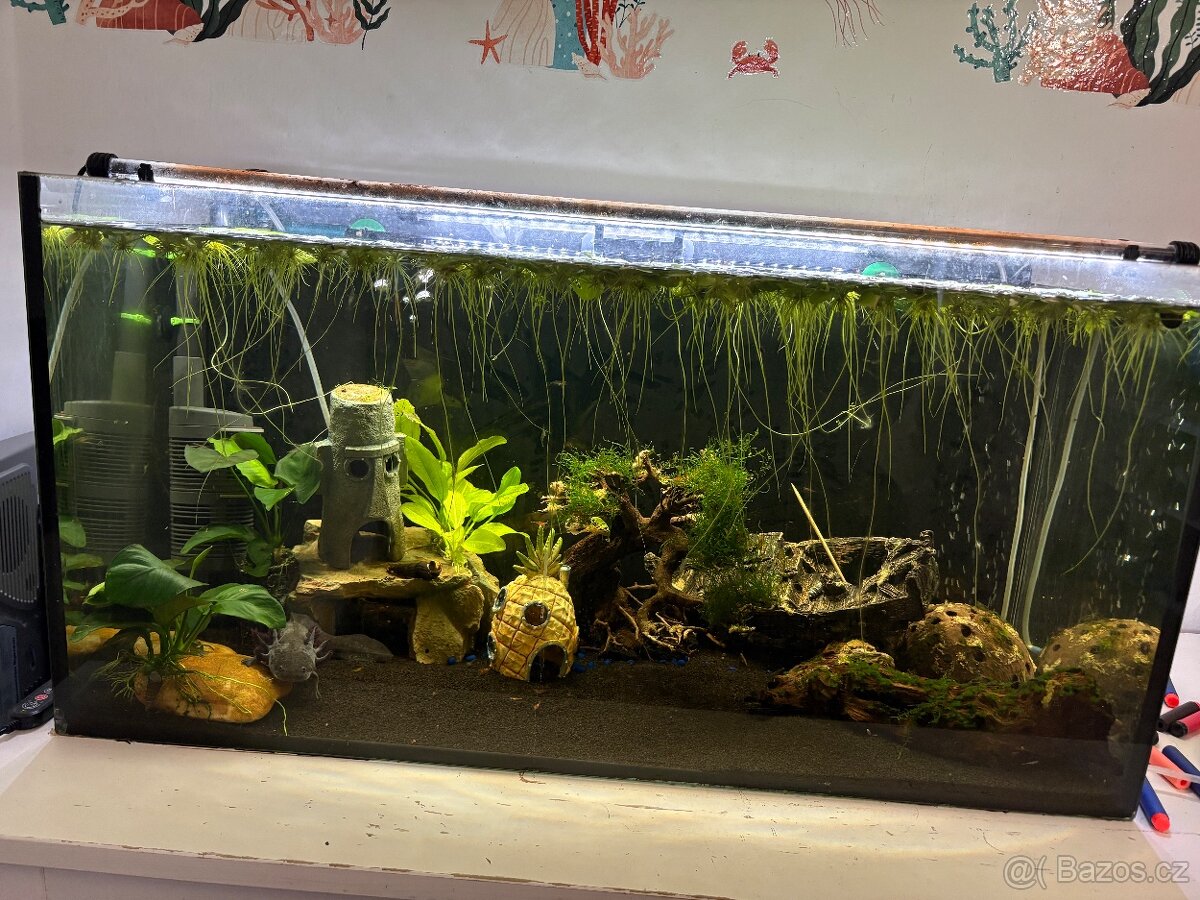 Prodám Axolotla - Akvarium s vybavením - 10