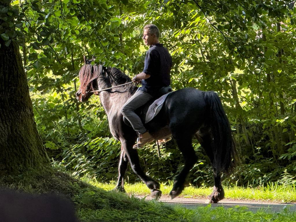 Připouštění černým hřebcem Welsh Cob D - rok 2026 - 10