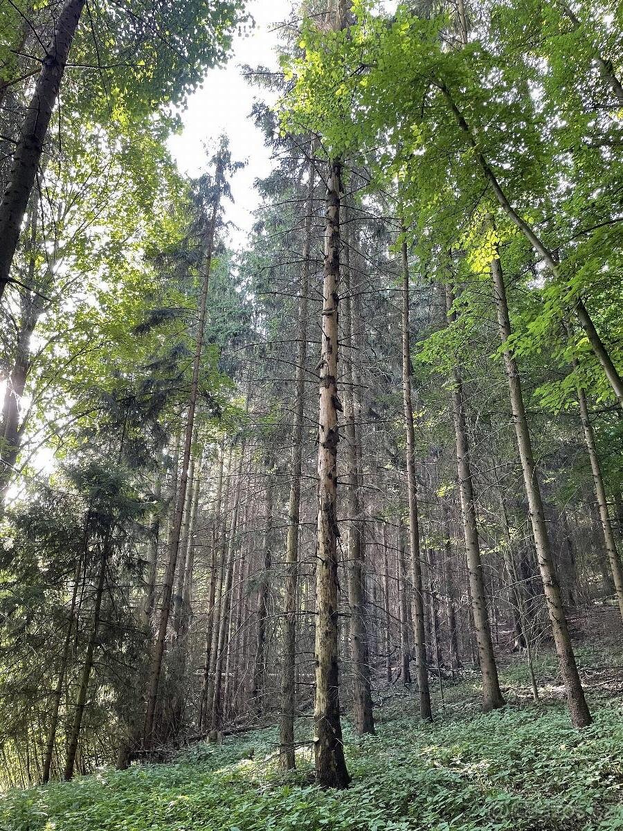 Prodám pozemky v k.ú. Útěchov u Moravské Třebové - 10