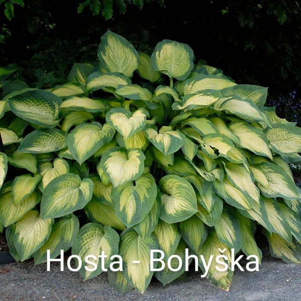 Trvalky, skalničky, jahody, pokojovky, leknín,byliny,sukulen - 10