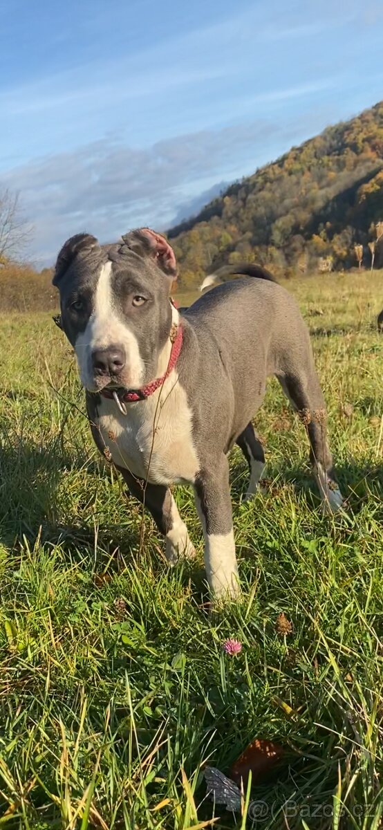 American Bully XL - 10