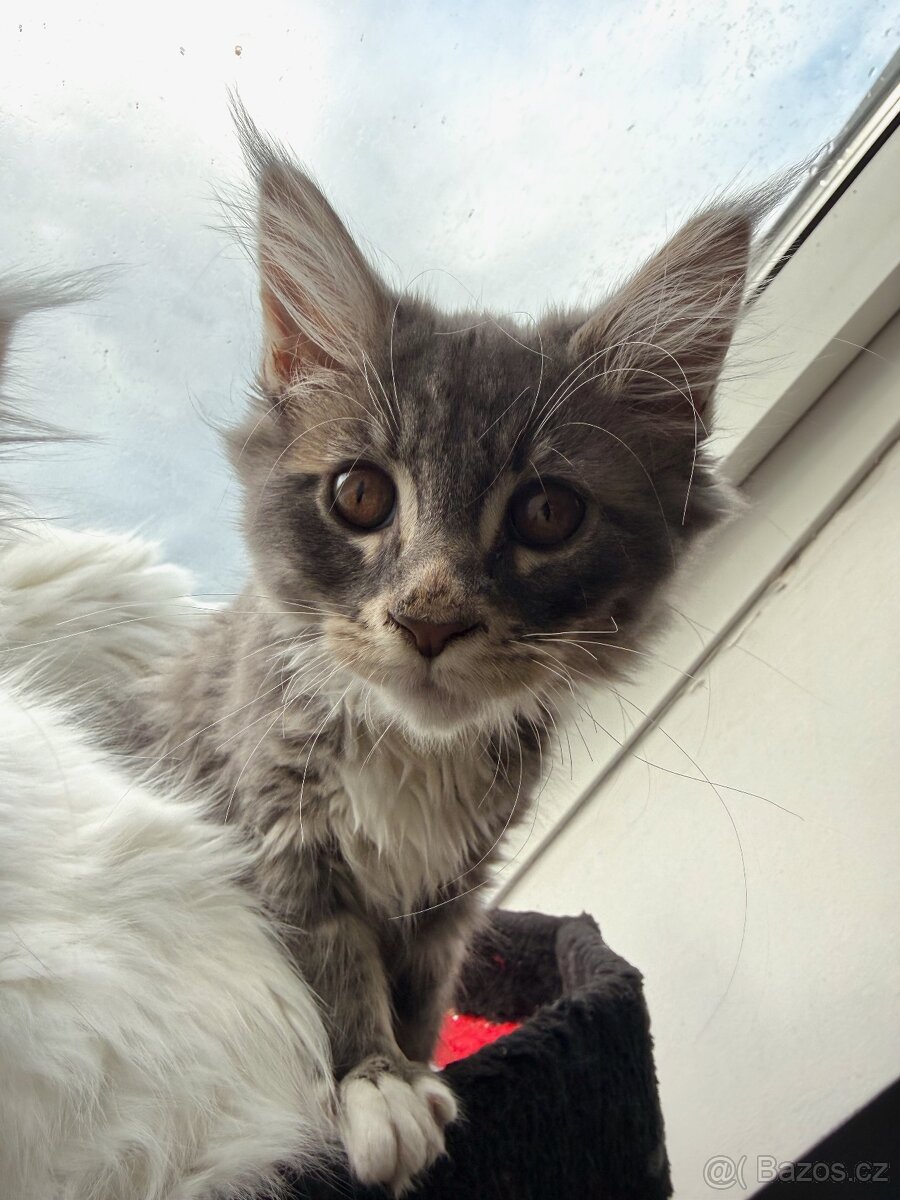 Mainská mývalí bez PP - 10