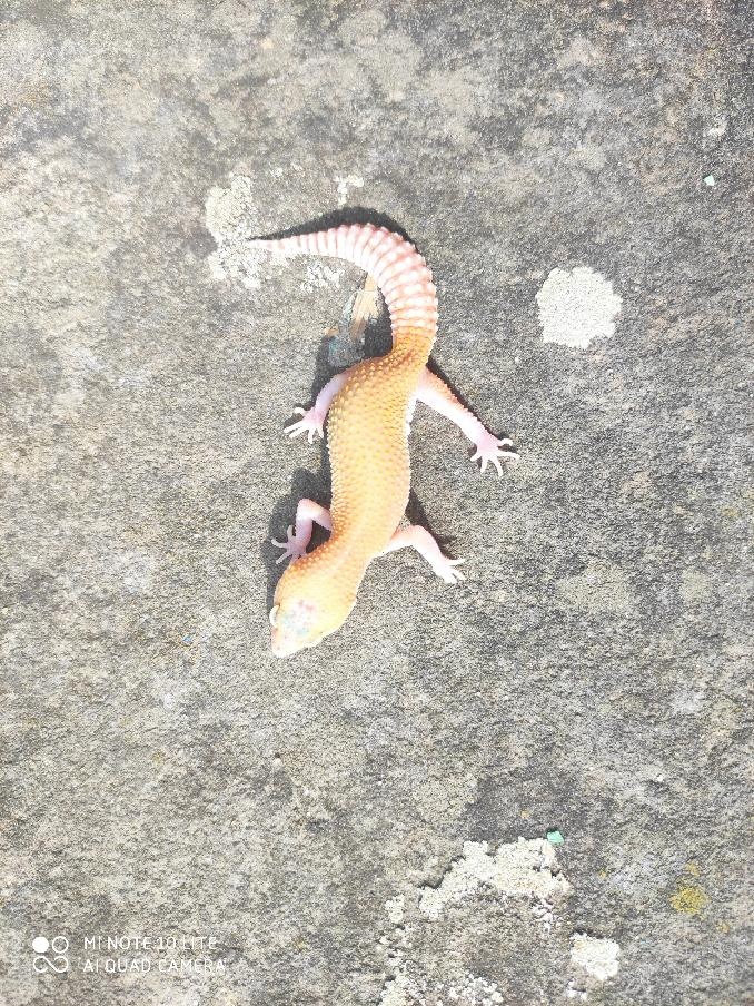 gekončík noční, terárium - 10