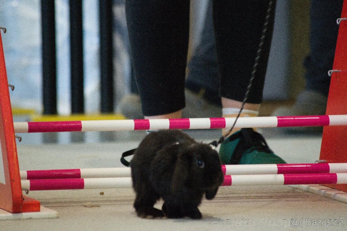 Předvedení králičího hopu - 10