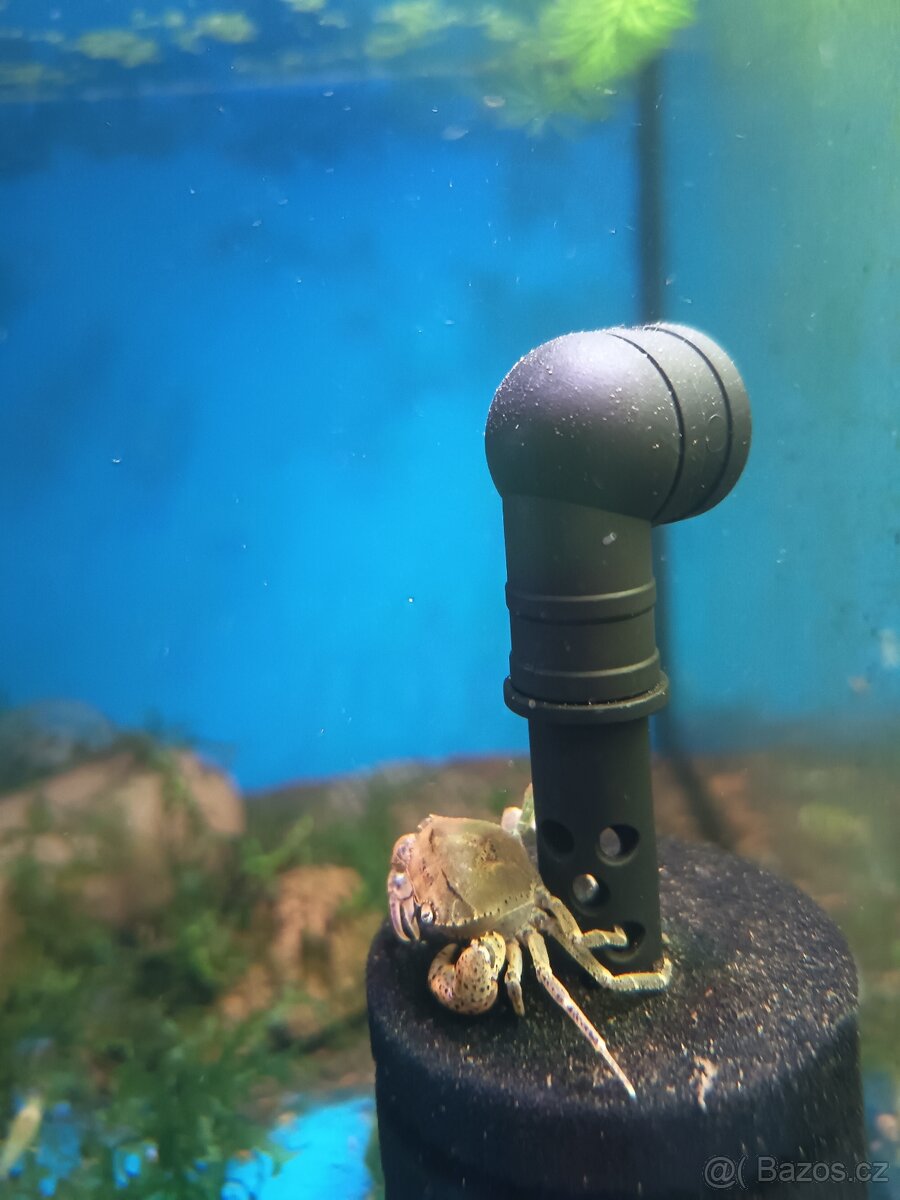 Prodej krevetek a doplňků - 10