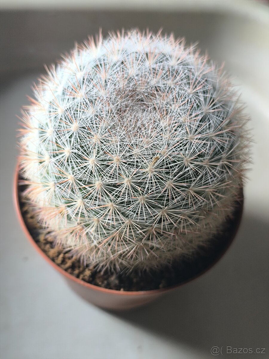 Kaktusy - 10