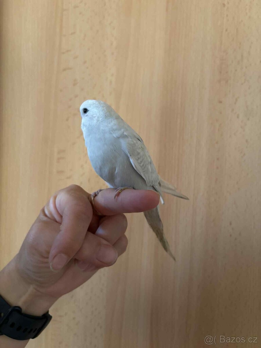 Prodám mladé andulky po vylétnutí z budky - 10