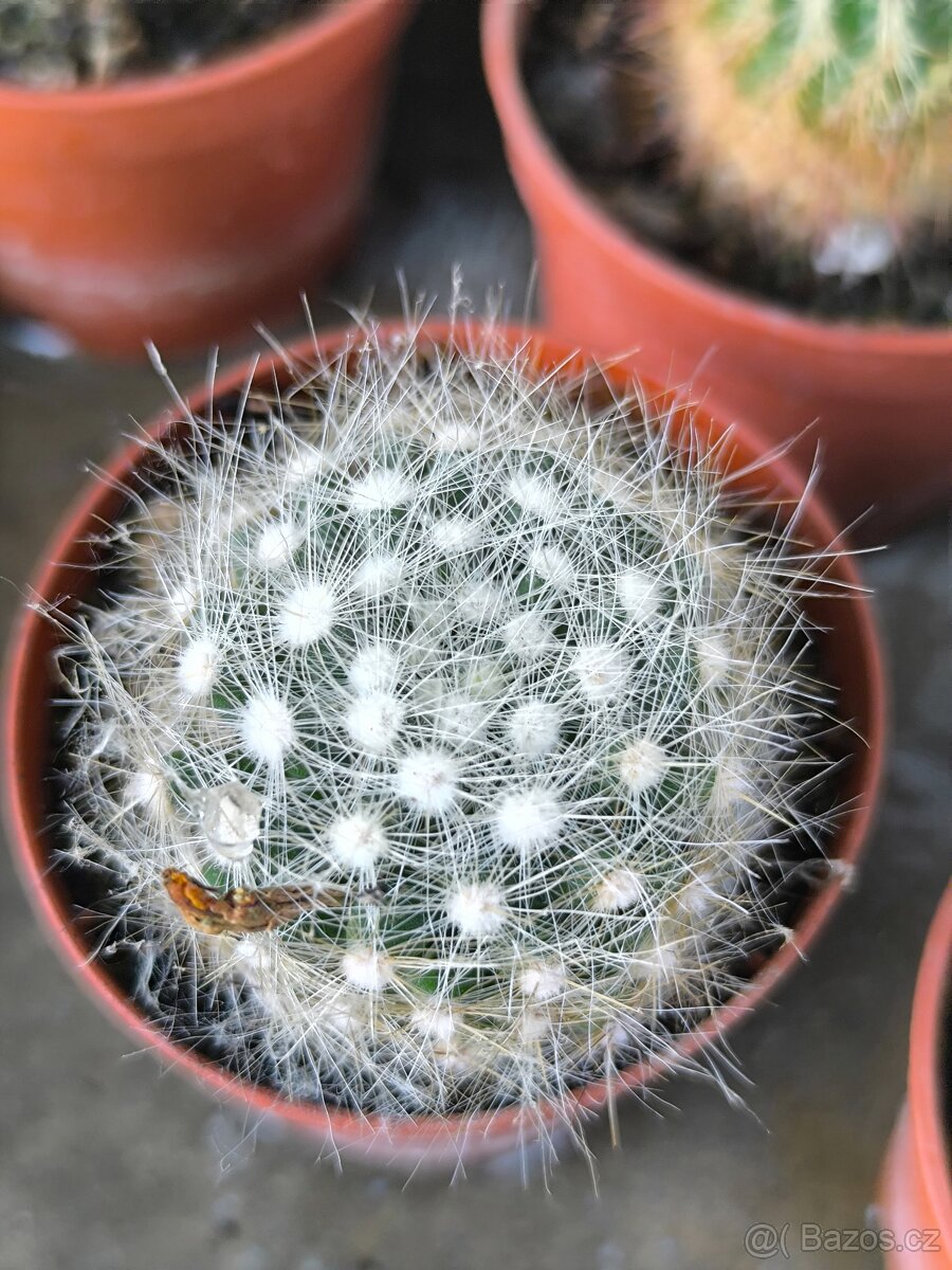 Sukulenty,kaktusy - 10