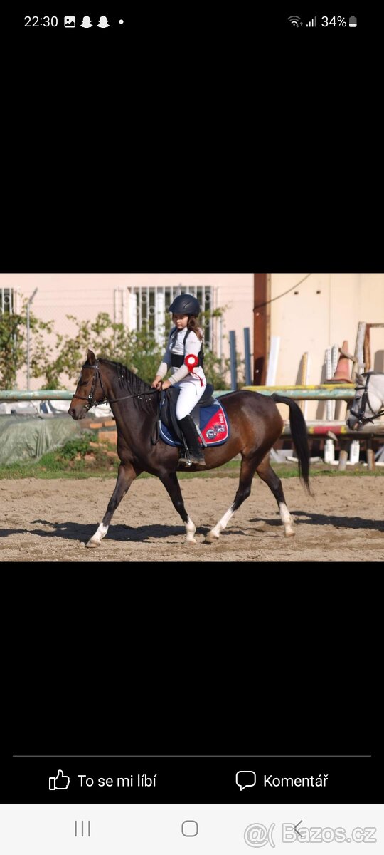 Welsh pony klisna - 10