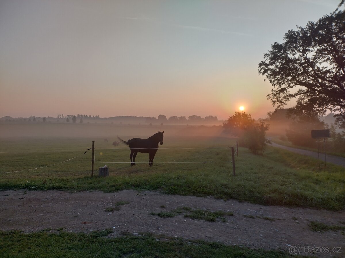 Ustájení koní - 10
