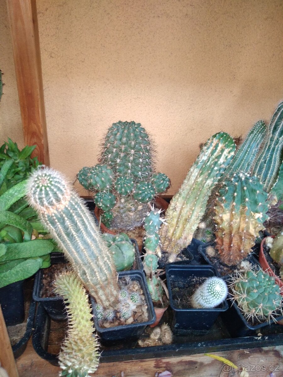 Sbírka kaktusů - 10
