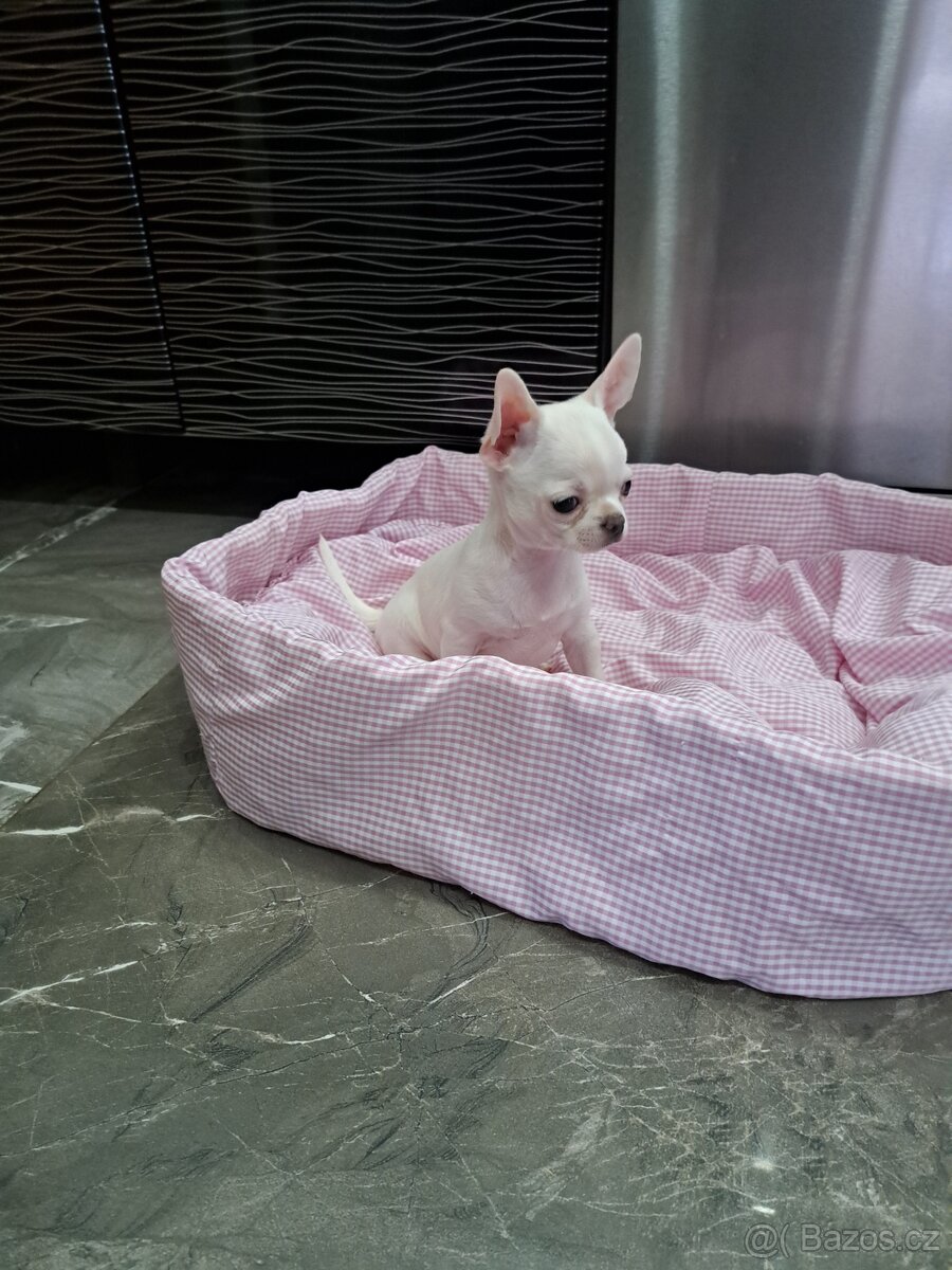 Čivava štěňátka fenečky - 10