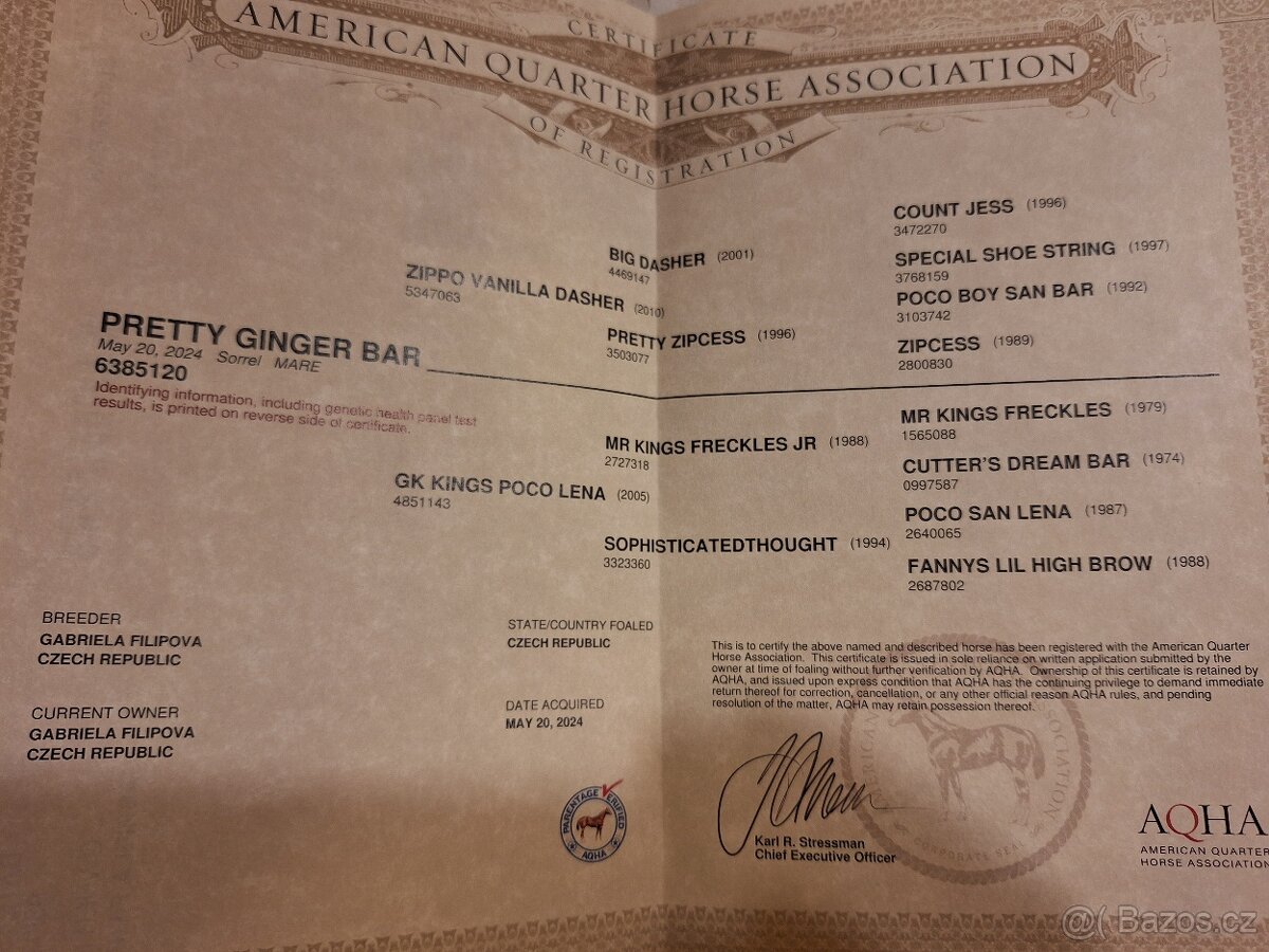 Kobylka AQH, QH, 1,5roční - USA papíry - 10