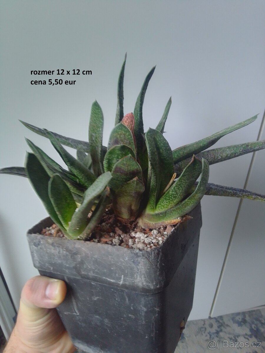 rastliny predaj - 10