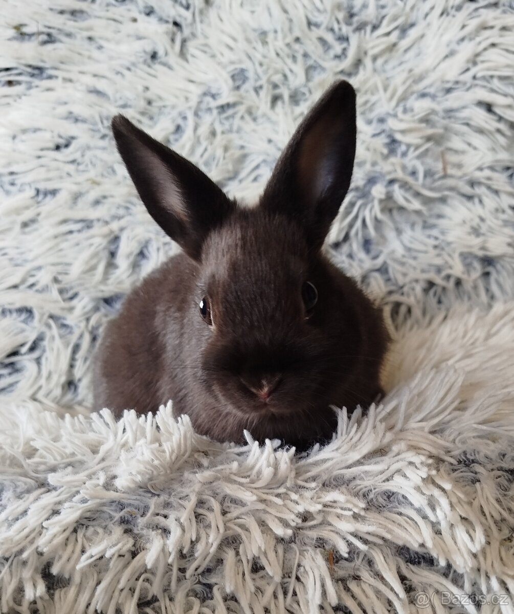 Zakrslý králík - 10