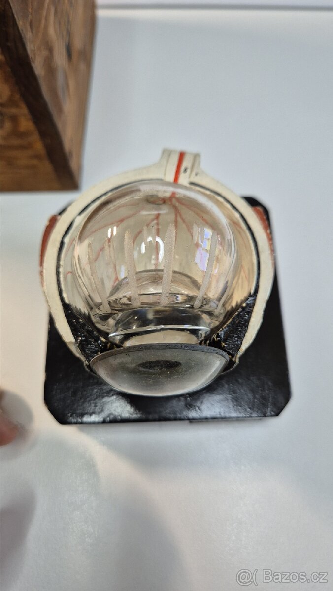 Starožitný model oka, Bock Steger, cca 1880 - 10