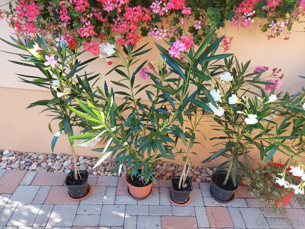 Banánovník Musa basjo a Dwarf cavendish, - 10