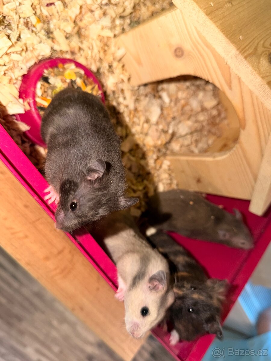 Křeček syrský - 10