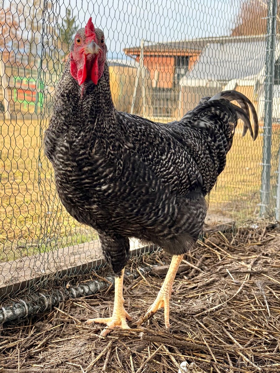 Prodám kohouta - 10