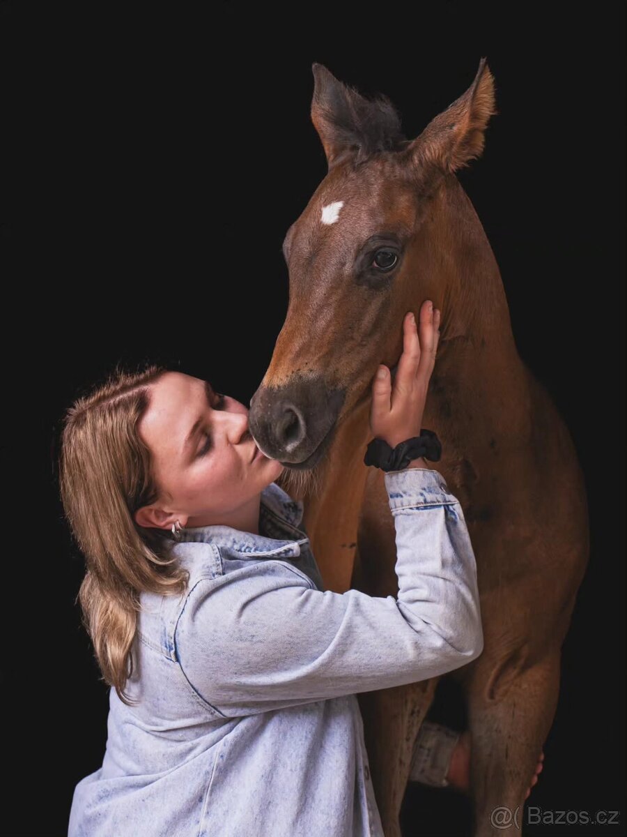 Appalossa klisna - 10