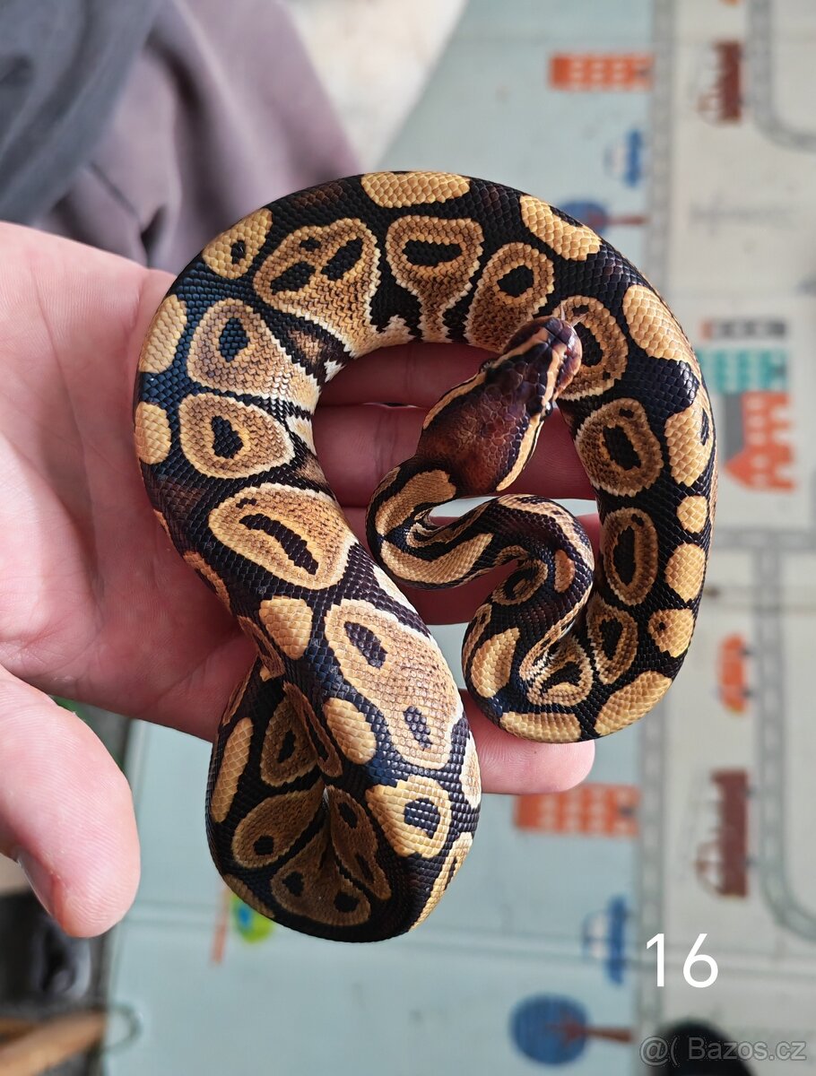 Krajta královská/python regius - 10