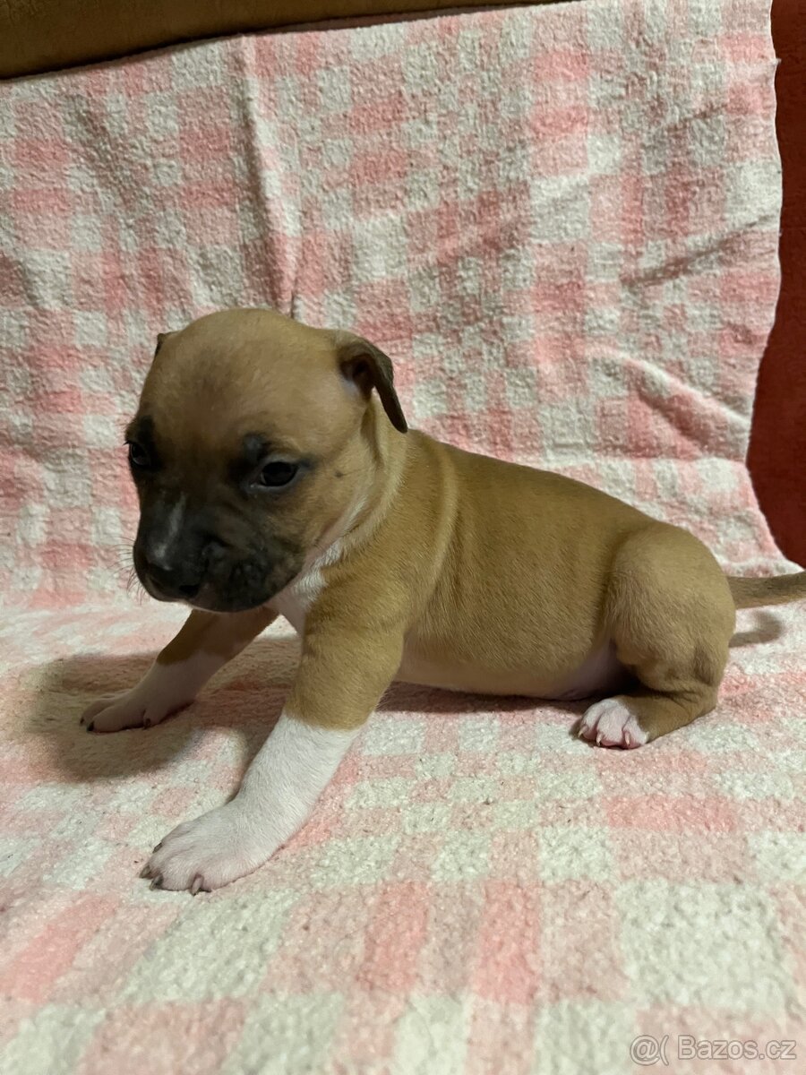 Americký stafordšírský teriér - 10