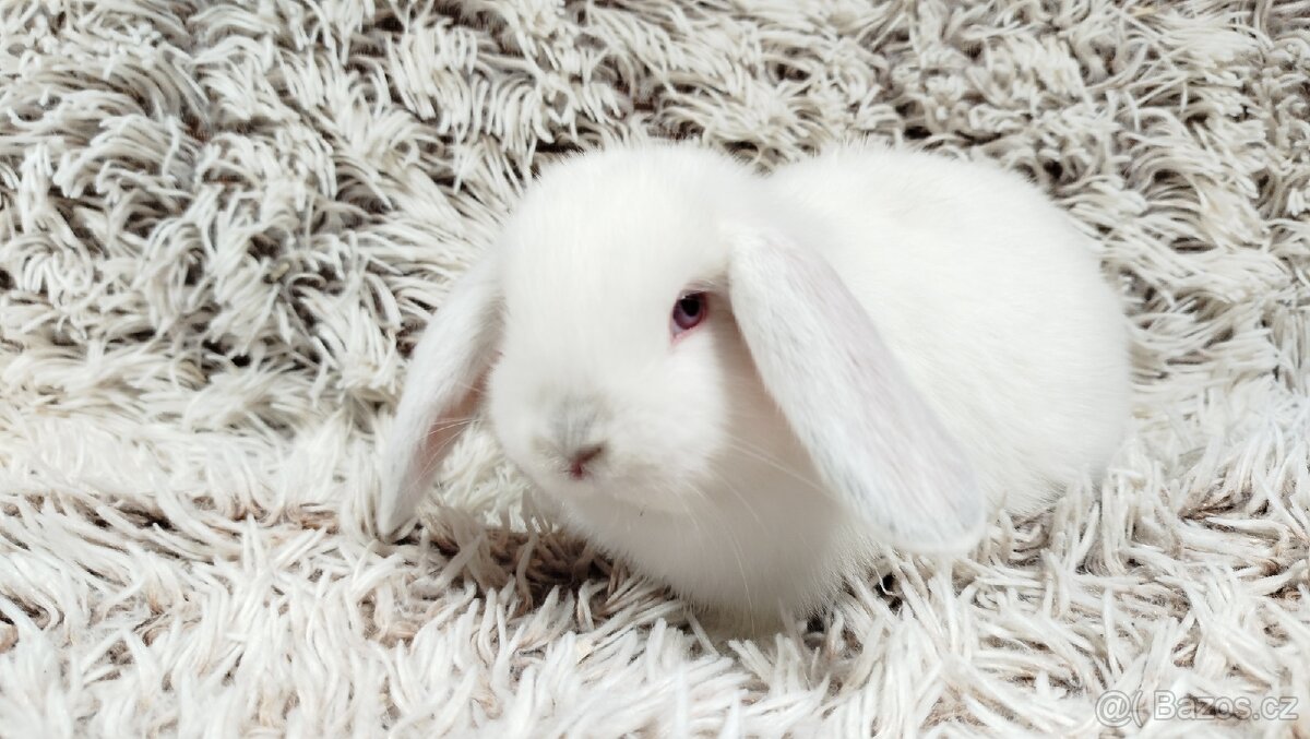 Zakrslý beránek, králíček, králík - MOLLY - 10