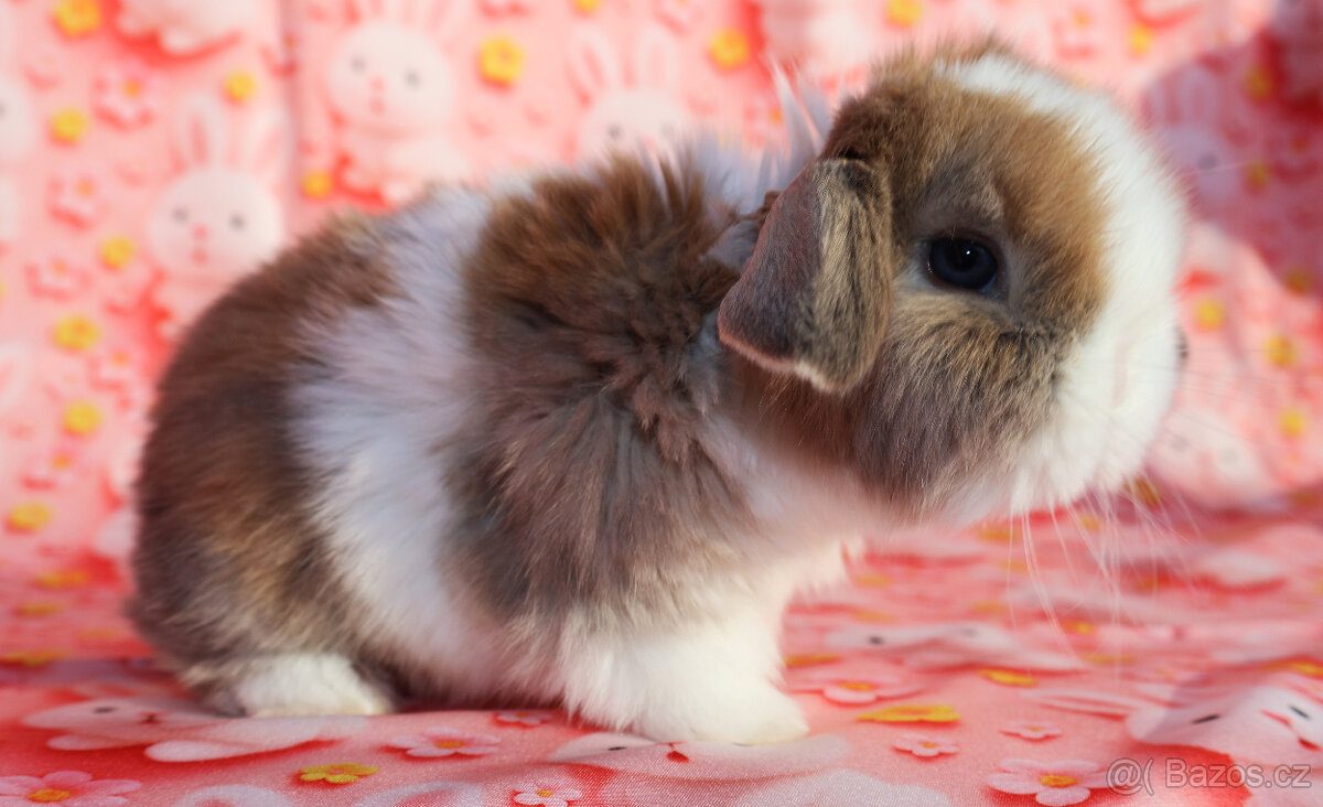 Zakrslý beránek , malinká samička s VP . - 10