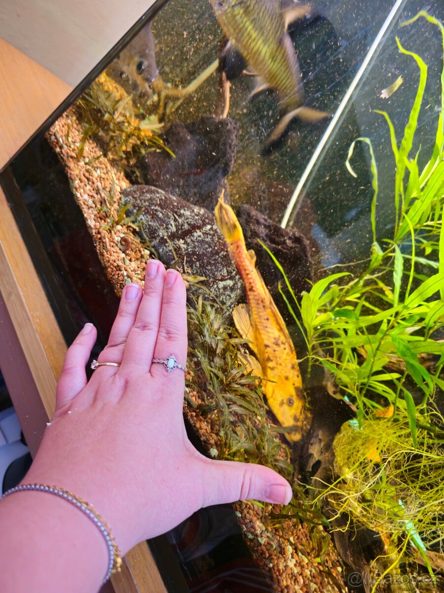 Akvárium 270l včetně stolu - 10