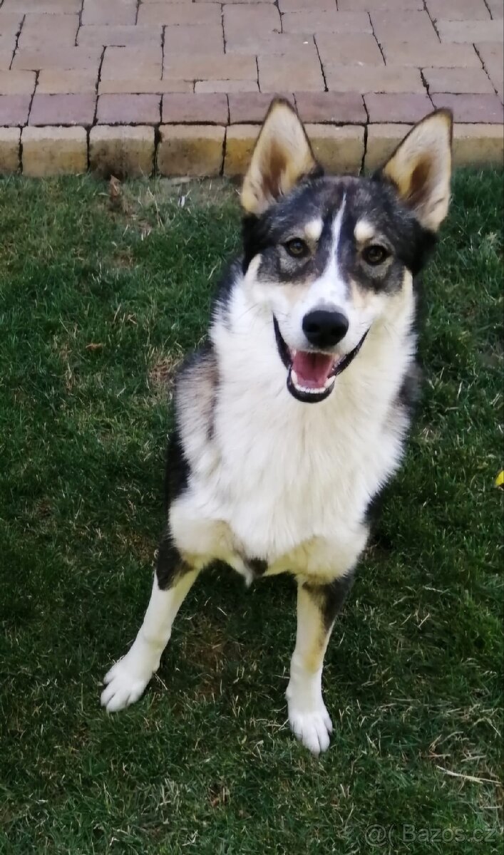 Západosibiřská lajka - 10