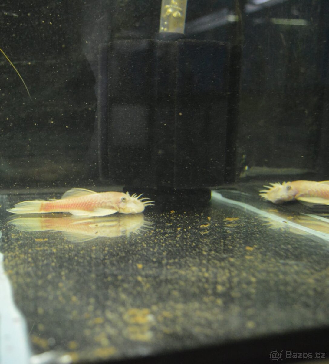 Akvarijní rybičky různé druhy - 10