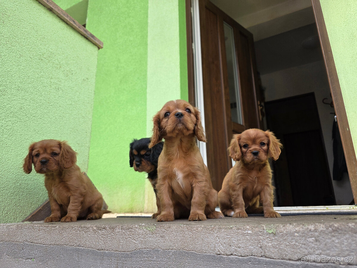 Prodej štěňat Kavalír king Charles španěl - 10