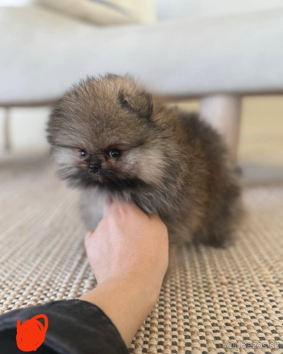 Pomeranian mini - 10