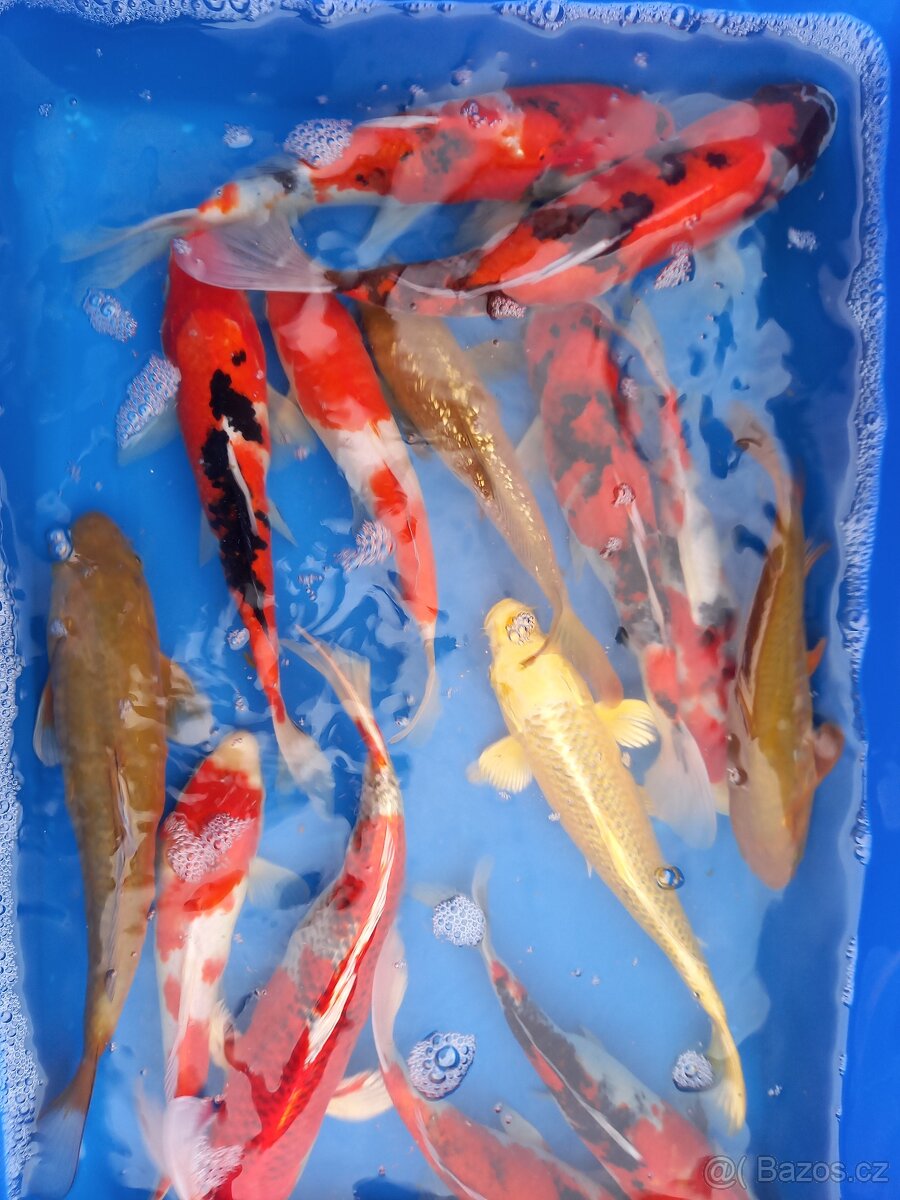 Koi kapr originál - 10