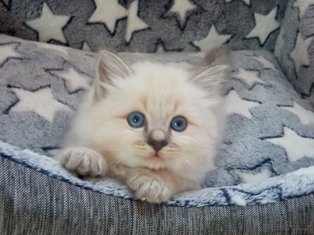 Kocourek Ragdoll ke krytí - 10