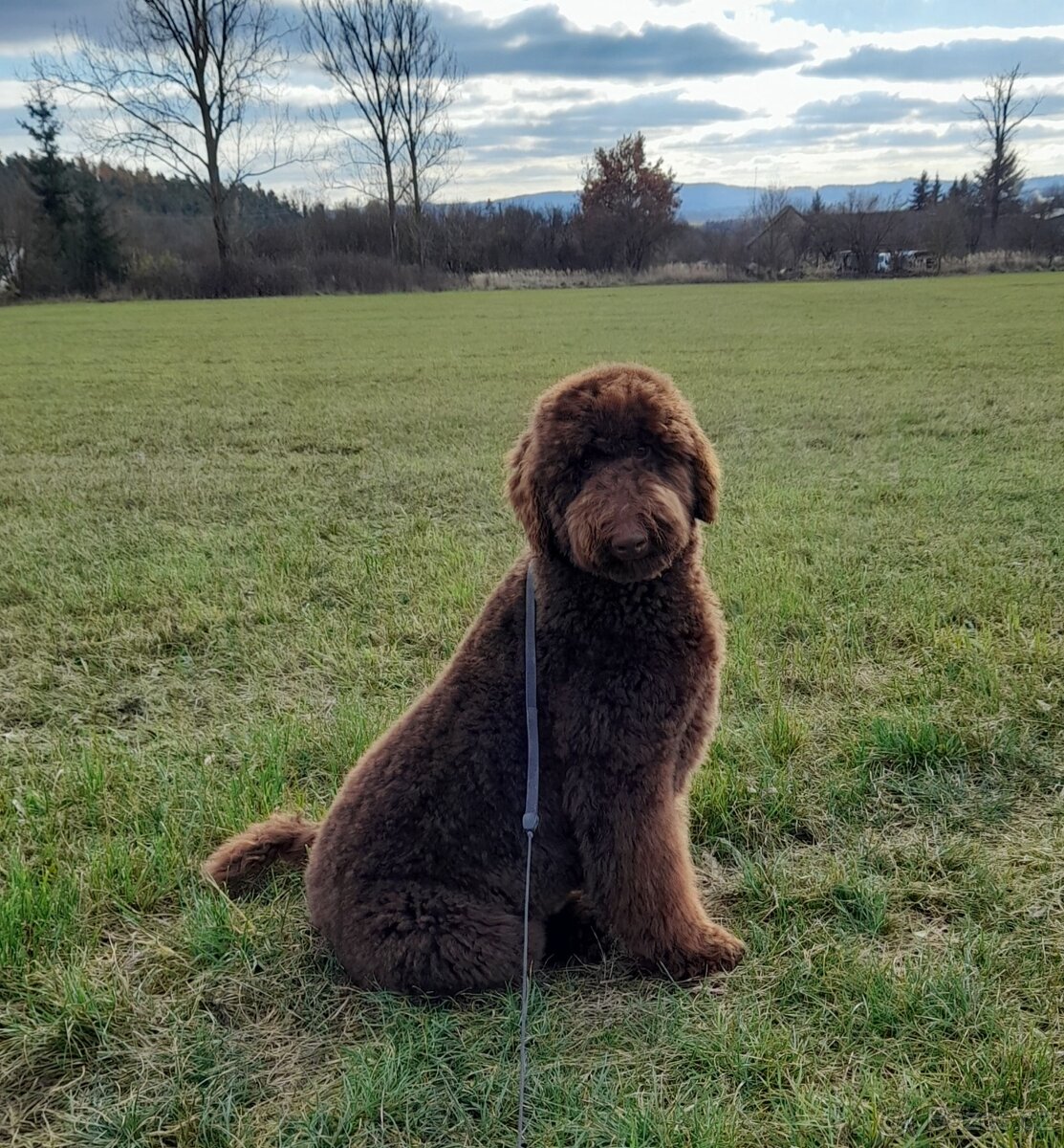 Pudl velký ( královský) štěňata bez pp - 10