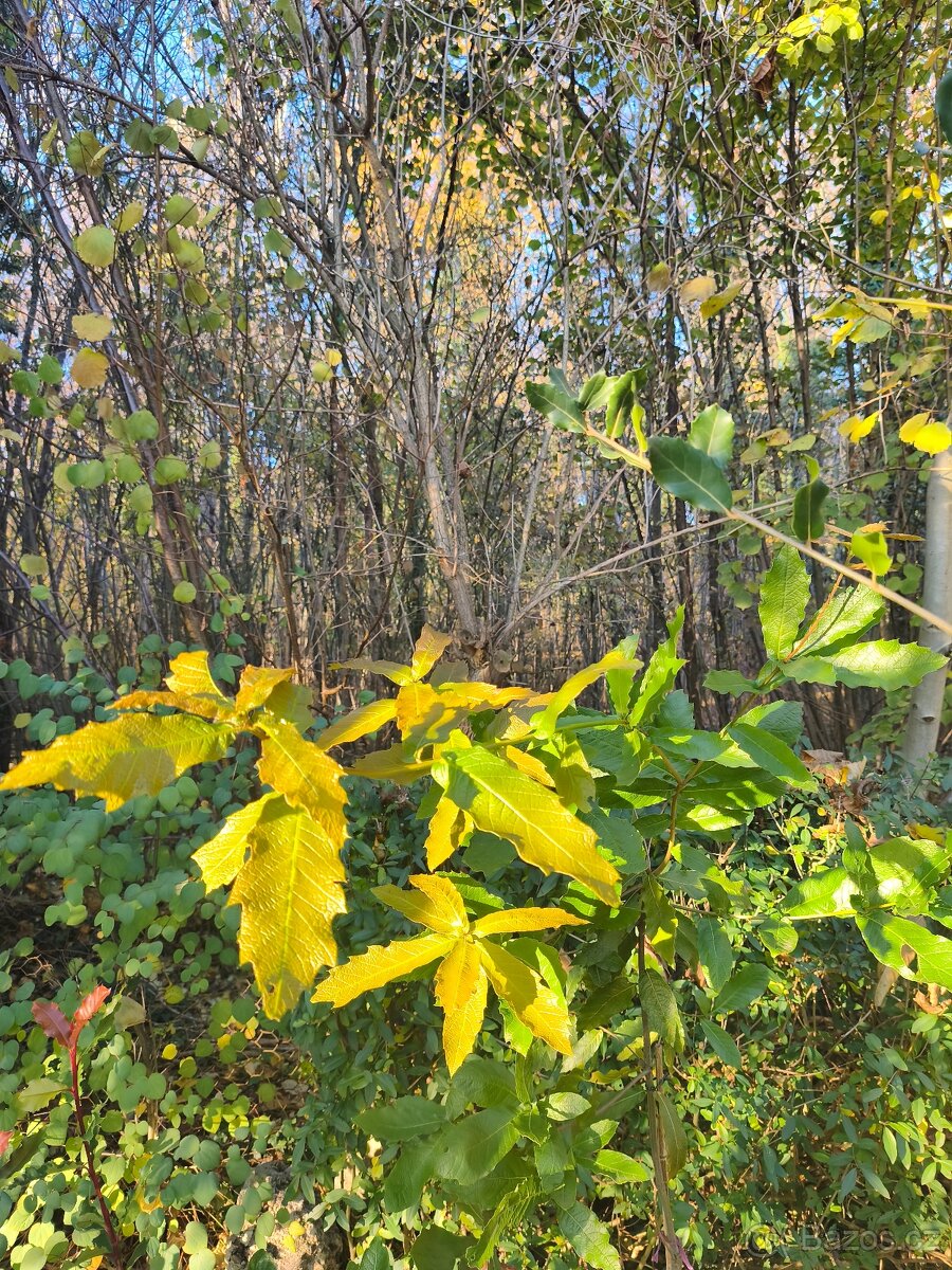 Stále zelené keře a stromy - 10