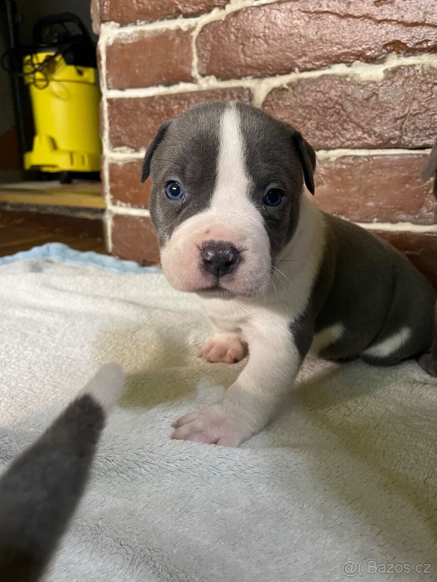 Americký stafordšírsky teriér - 10