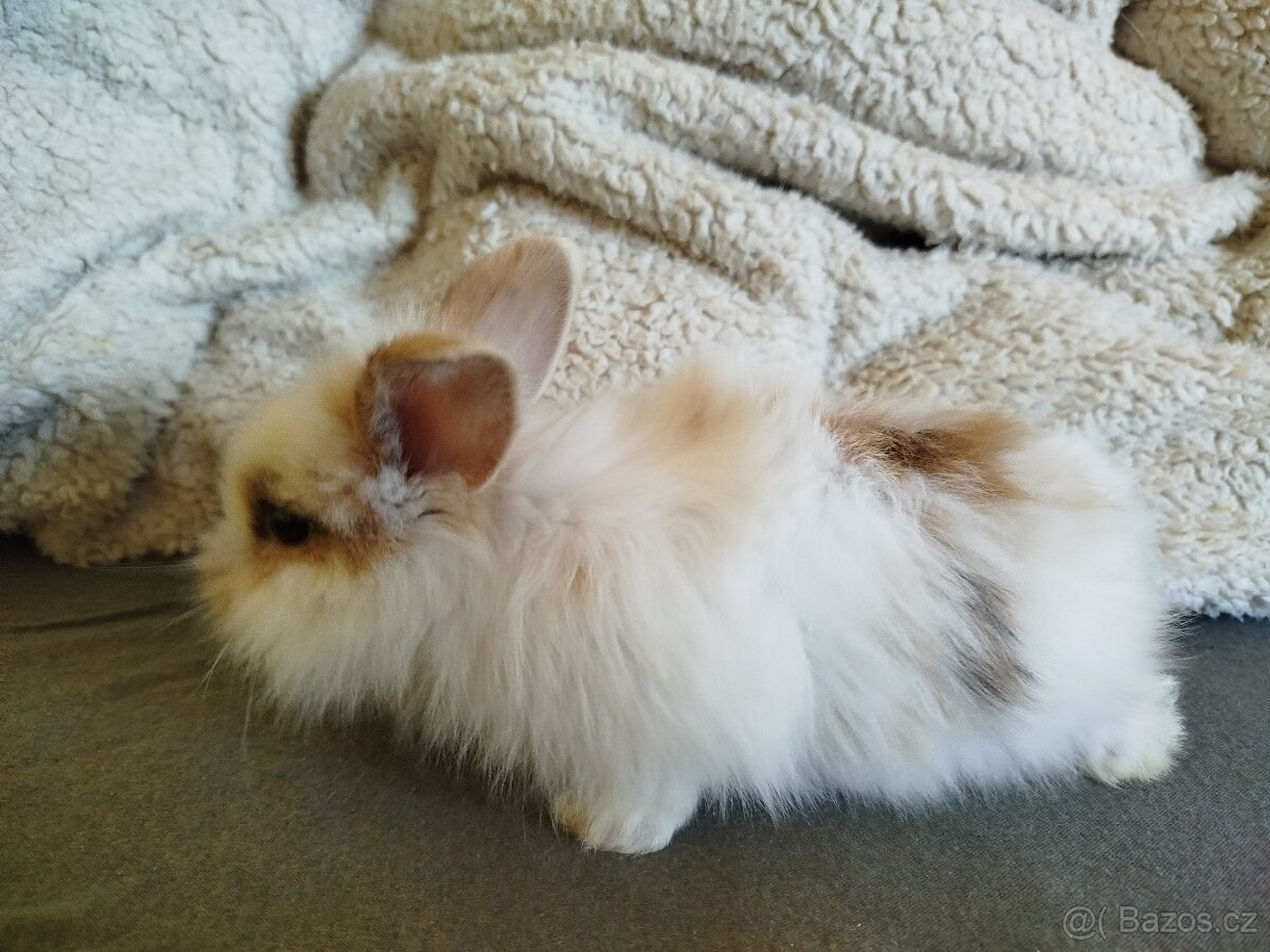 mlaďata Minilop - 10