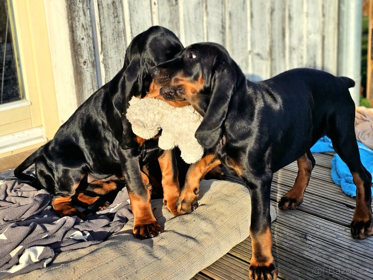 Black and Tan Coonhound - 10