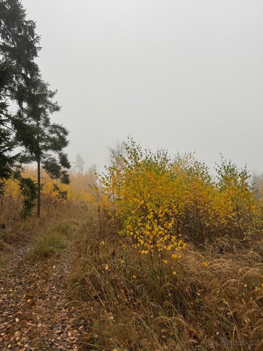 Prodej lesních pozemků k.ú. Úboč - 10