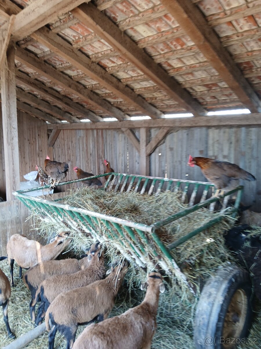 Násadová slepičí vejce - 10