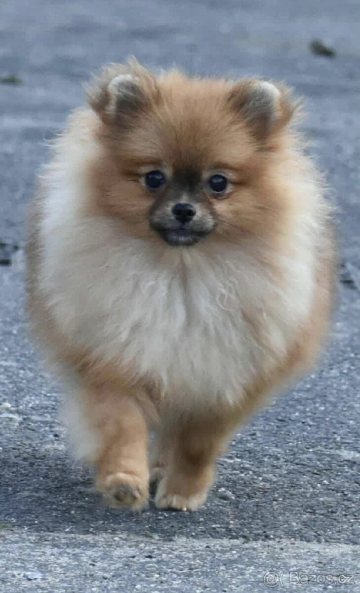 Štěňata pomeraniana - 10