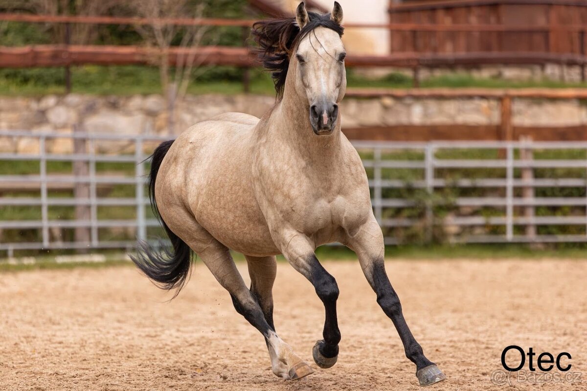 AQH hřebeček JoJo - 10