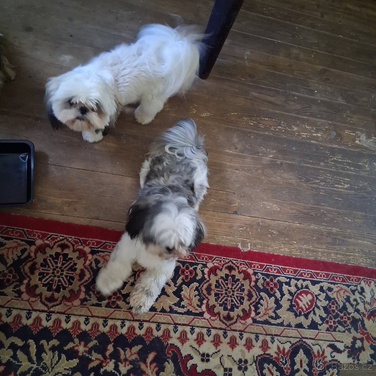 Prodám pejska shih-tzu,shi-tzu, 16mesacný, čipovaný - 10