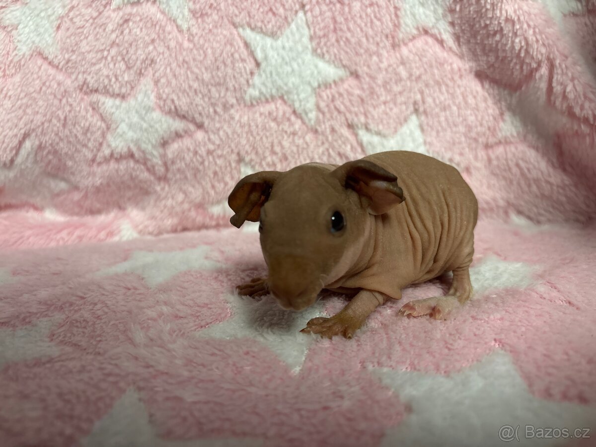 Skinny morče, samec s PP - 10