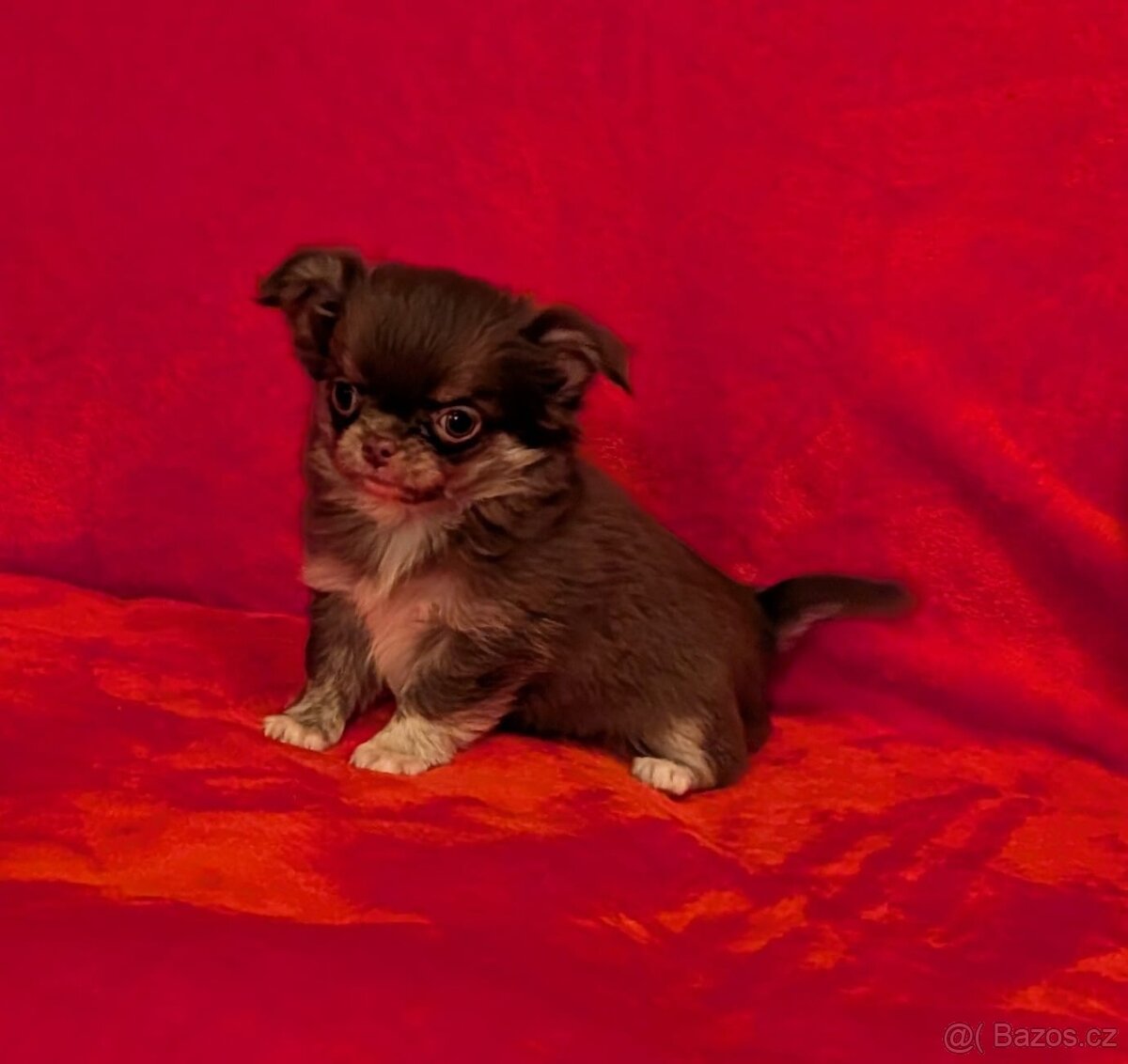 Čivava dlouhosrstá s PP- pejsci a fenky - 10