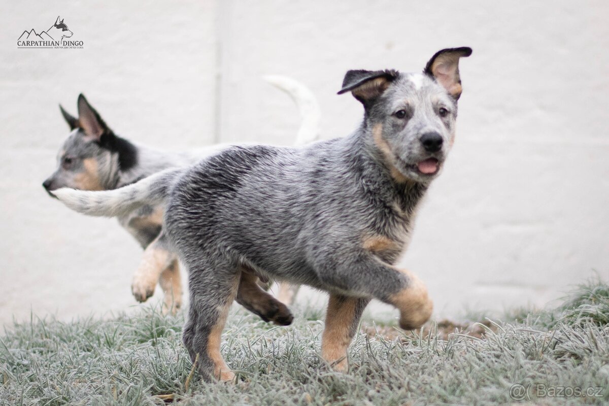 Australský honácký pes - s PP - 10