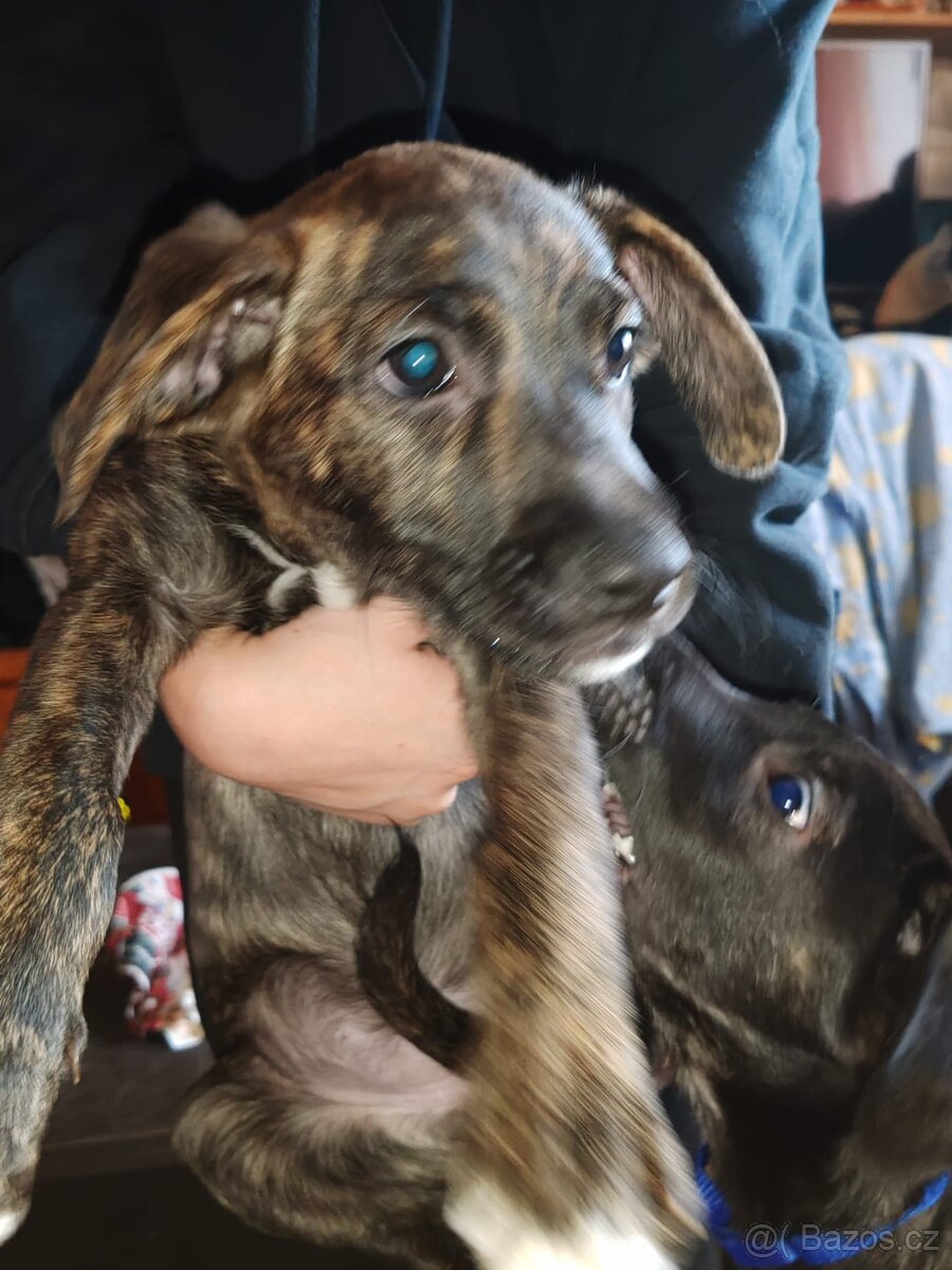 Štenata kříženci - 10